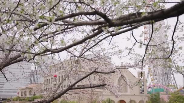 Sakura Blooming Yokohama Port Town Spring Japan — Stock Video