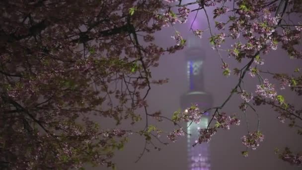 夕方の東京スカイツリーは 雨の夜に桜を照らす — ストック動画
