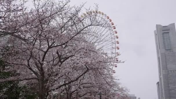 Yokohama Japan Spring Pan Establishing Shot Sakura Ferris Wheel — стоковое видео