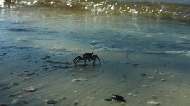 Colpo Granchio Crostaceo Sulla Spiaggia Vicino Alle Onde Dell Oceano — Video Stock