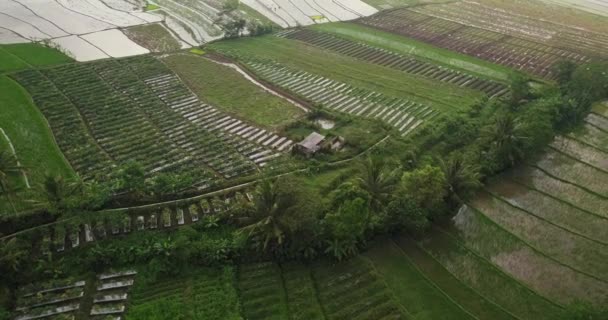 Azjatycka Wieś Widok Wodnistej Ziemi Bujnych Zielonych Polach Centralnej Dżawy — Wideo stockowe