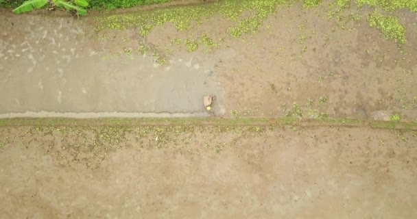 View Farmer Hoeing Rice Field Taken Drone Camera Asian Countryside — Stock Video