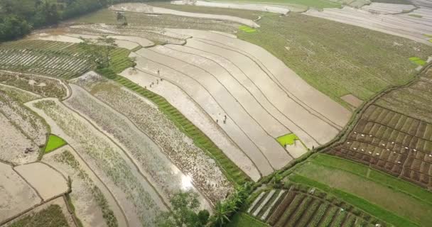 空中看水稻田和农民 飞越印度尼西亚Magelang的Tonoboyo村 稻田是从无人机摄像头拍摄的亚洲农村 农业工业 — 图库视频影像
