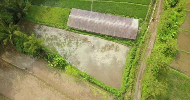 Flygfoto Bonde Som Håller Till Ett Fält Risfält Taget Från — Stockvideo