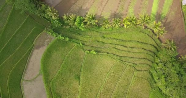 Lennokkikamerasta Otettu Riisikenttä Lento Tonoboyo Kylästä Magelangista Indonesiasta Aasian Maaseudulla — kuvapankkivideo