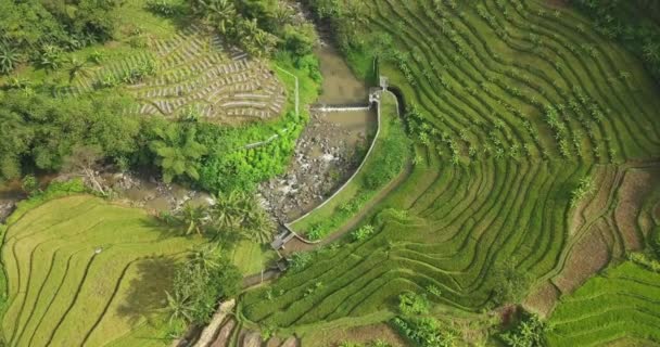 Kamerasından Alınan Pirinç Terasları Tonoboyo Pirinç Tarlasının Üzerinden Magelang Endonezya — Stok video