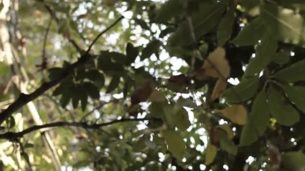 Sluiten Gewas Uitzicht Boom Vanaf Grond Een Heldere Zomerdag Verwonderd — Stockvideo