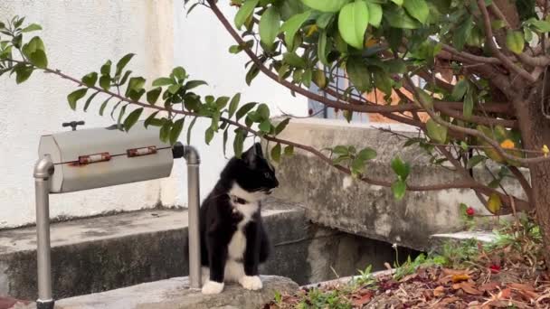 Black White Color Fur Cat White Socks Speaking Out Its — Vídeo de Stock