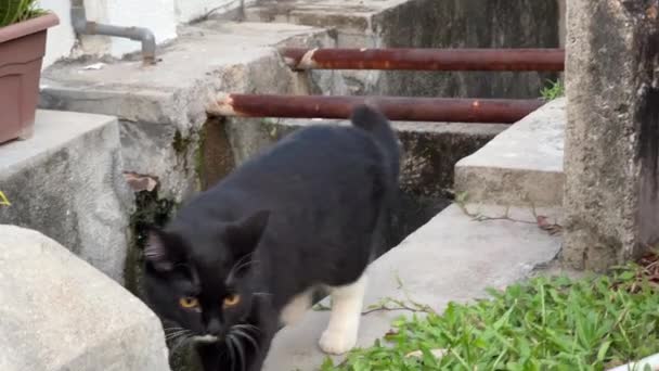 Cute Little Neighbourhood Cat Hiding Chilling Drain Area While Someone — 비디오