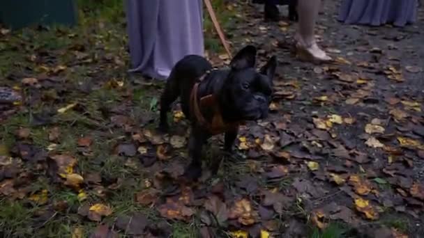 Tracking Shot Curious Black French Bulldog Held Its Owner Brown — Vídeos de Stock