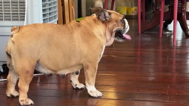 Lindo Bulldog Hembra Sacando Lengua Respirando Fuerte Rápida Lentamente Pie — Vídeos de Stock
