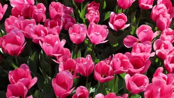 Розовые Тюльпаны Саду — стоковое видео