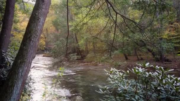 一条从灌木丛和两根树干后面流过的小河拍出的摇摆不定的镜头 那里有可见的树枝 水清澈而绿 树叶五彩斑斓 河岸干净 — 图库视频影像