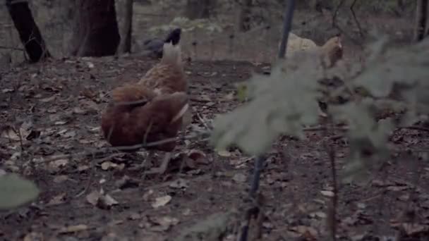 Galinhas Quintal Gaiola Treliça Vídeos Aves Galinhas Estimação — Vídeo de Stock