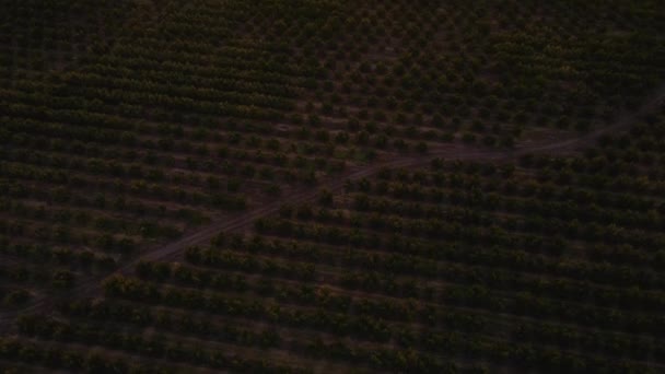在一片绿地上的人工林空中倾斜 背景是群山 日落是五彩缤纷的 — 图库视频影像
