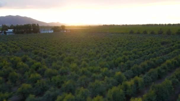Poêle Aérienne Droite Des Plantations Dans Champ Agricole Verdoyant Avec — Video