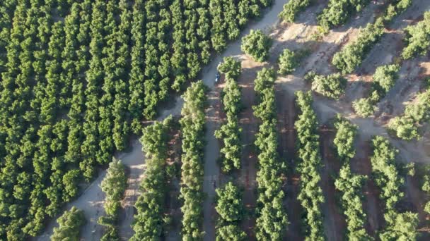 Aerial Top Blue Tractor Spraying Pesticides Waru Waru Tangerine Plantations — Videoclip de stoc