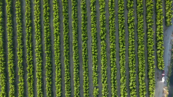 Aerial Top Dolly Red Tractor Spraying Pesticides Waru Waru Tangerine — Stock Video