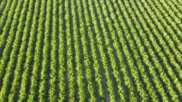 Vzdušná Oběžná Dráha Plantáží Waru Waru Mandarinky Zeleném Poli Slunečného — Stock video