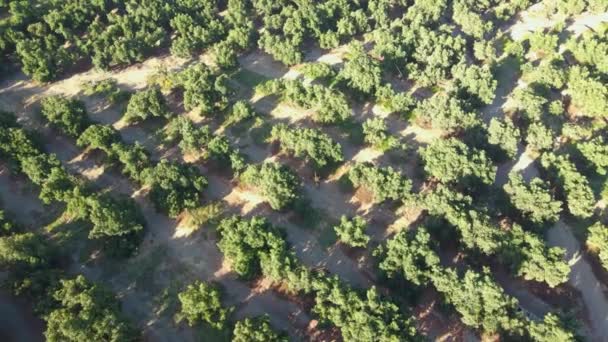 Aerial Orbit Harvester Tractors Waru Waru Avocado Plantations Farm Field — 비디오