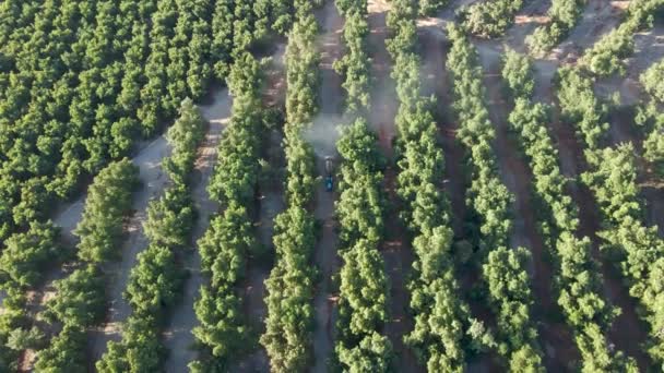 Aerial Dolly Out Blue Tractor Waru Waru Avocado Plantations Green — Vídeos de Stock