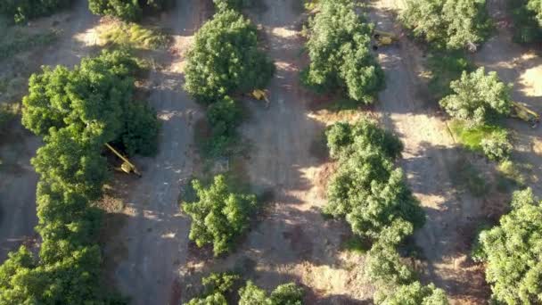 Aerial Close Dolly Three Harvester Tractors Waru Waru Avocado Plantations — Vídeo de Stock