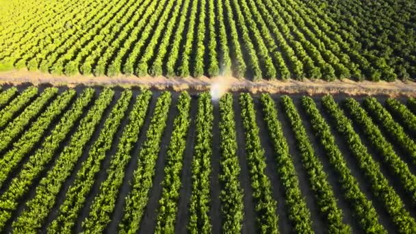 Aerial Pan Left Tractor Spraying Pesticides Waru Waru Tangerine Plantations — Vídeos de Stock