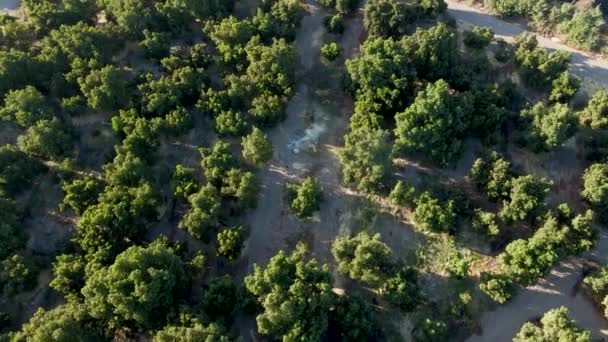Orbite Aérienne Incendie Milieu Une Plantation Dans Champ Agricole Par — Video