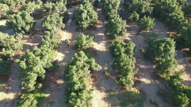 Aerial Dolly Harvester Tractors Waru Waru Avocado Plantations Farm Field — Vídeo de Stock