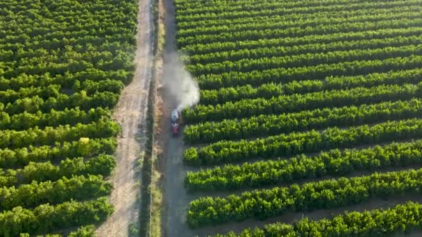 晴天在橘子人工林田里喷施杀虫剂的红色拖拉机的空中飞行轨迹 — 图库视频影像