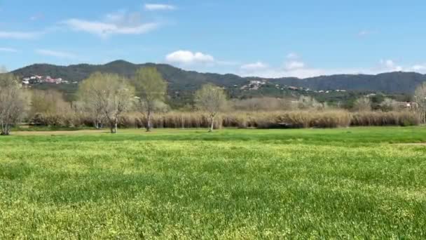 Neu Gesätes Grünes Feld Mit Pyrenäen Hintergrund Spanien Maresme Costa — Stockvideo