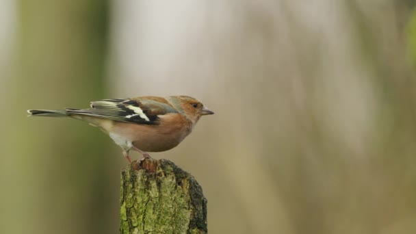 Közönséges Chaffinch Férfi Sügér Mielőtt Elrepül Madárleső — Stock videók