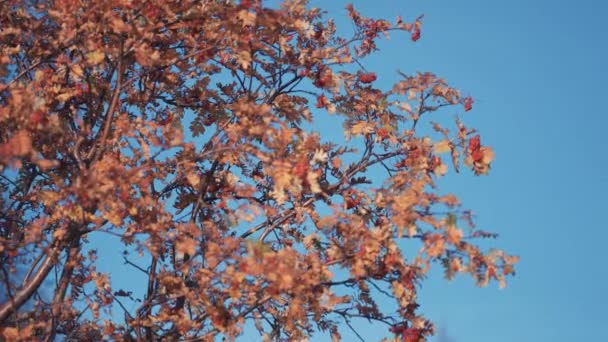 Close Rowan Tree Bright Leaves Berries Clear Blue Sky Background — Vídeo de stock