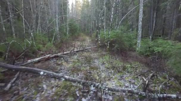 Plimbare Drum Forestier Abandonat Toamna Copacii Căzuți Obstacole — Videoclip de stoc