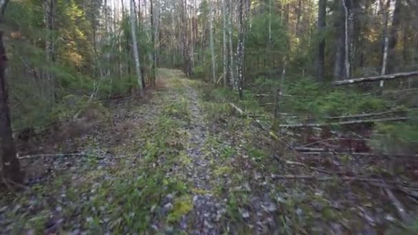 Abandoned Forest Road Sunny Autumn Day Walking Slowly Gimbal — Video Stock