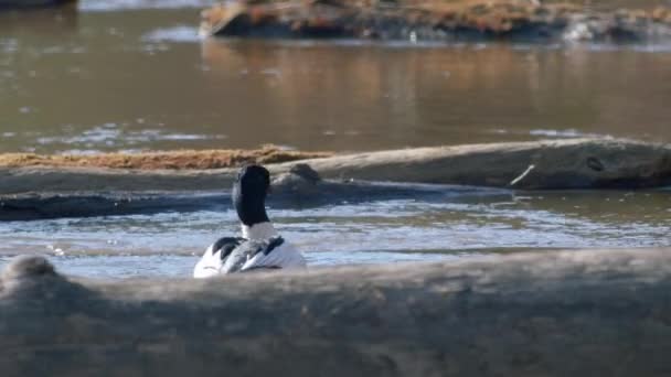 Vanliga Merganser Manliga Simning Floden Och Dykning — Stockvideo