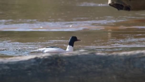 Common Merganser Laki Laki Berenang Sungai Dan Menyelam — Stok Video