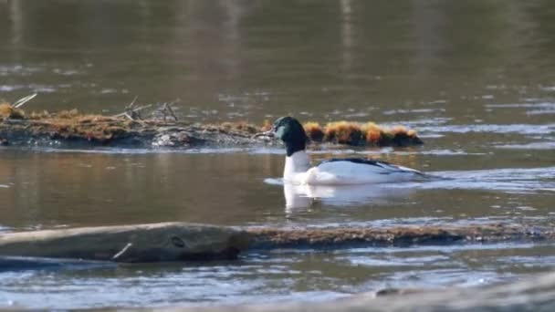 Nehirde Yüzen Dalan Sıradan Merganser Erkek — Stok video