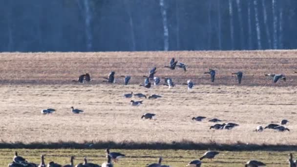 Velké hejno hus běločelých na zimním pšeničném poli během jarní migrace