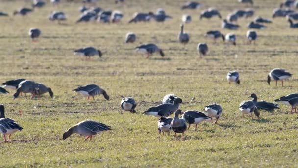 Stor Flock Vita Gäss Albifroner Höstvetefält Vårflyttningen — Stockvideo