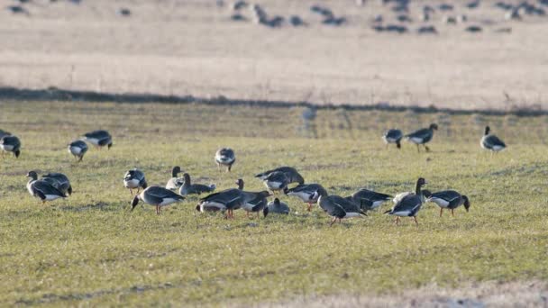 Een Grote Kudde Witkopganzen Albifrons Het Wintertarweveld Tijdens Voorjaarstrek — Stockvideo