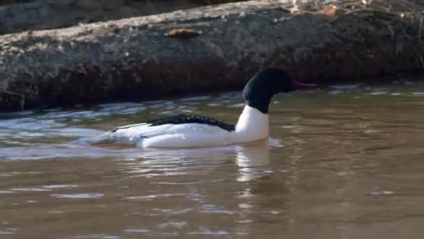 Common Merganser Laki Laki Berenang Sungai Dan Menyelam — Stok Video