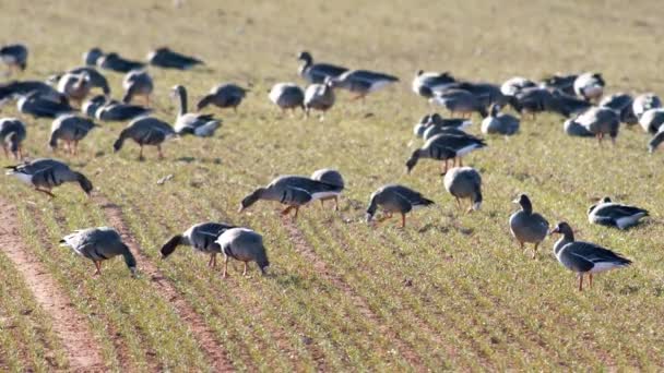 Stor Flock Vita Gäss Albifroner Höstvetefält Vårflyttningen — Stockvideo