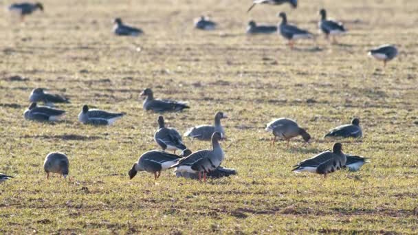 Stor Flock Vita Gäss Albifroner Höstvetefält Vårflyttningen — Stockvideo