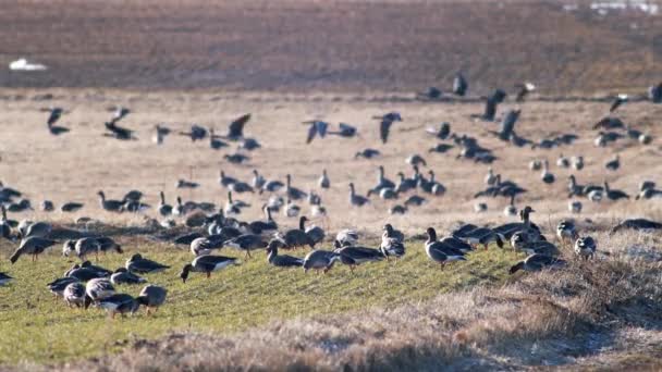 Velké Hejno Hus Běločelých Zimním Pšeničném Poli Během Jarní Migrace — Stock video