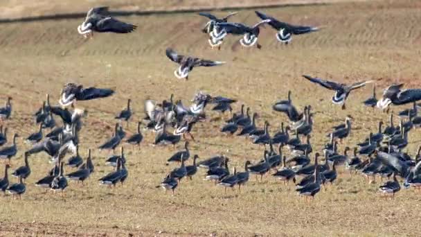 Stor Flock Vita Gäss Albifroner Höstvetefält Vårflyttningen — Stockvideo