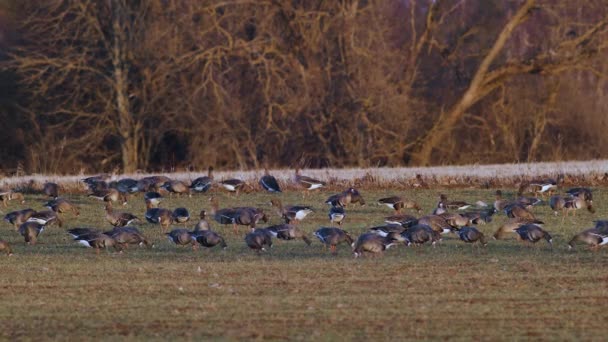 Stor Flock Vita Gäss Albifroner Höstvetefält Vårflyttningen — Stockvideo