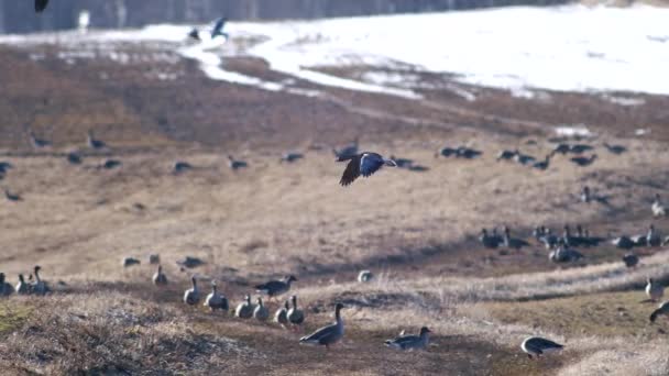 Stor Flock Vita Gäss Albifroner Höstvetefält Vårflyttningen — Stockvideo