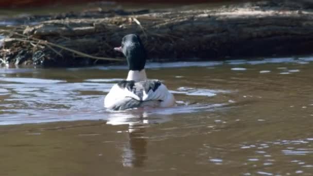 Common Merganser Male Swimming River Diving — 비디오