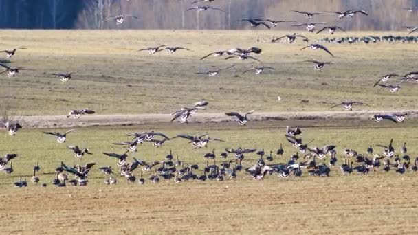 Duże Stado Albifronów Białymi Licami Polu Pszenicy Ozimej Podczas Migracji — Wideo stockowe